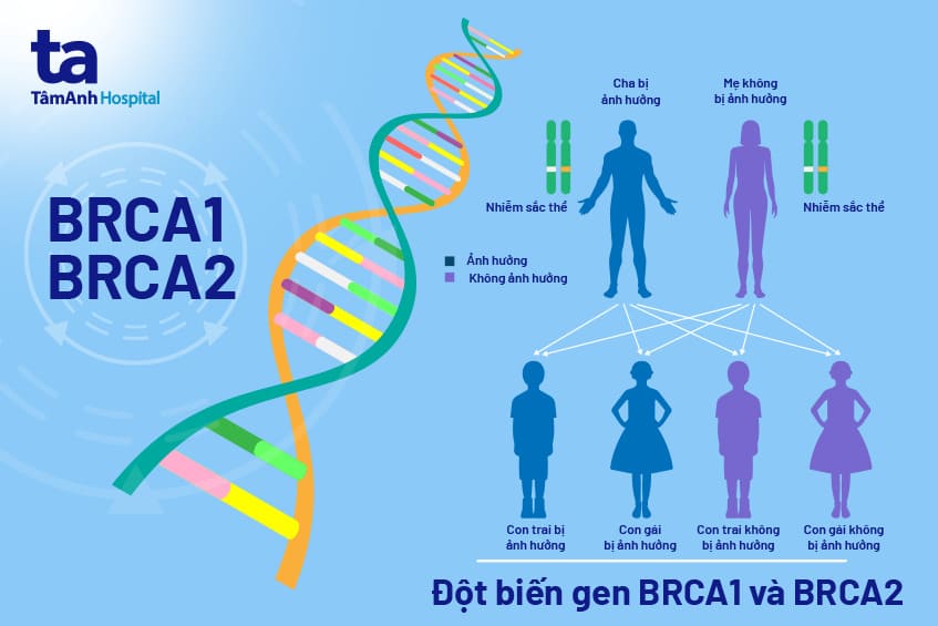 SKĐS – Xét nghiệm đột biến gen BRCA (BRCA1, BRCA2) được dùng cho những người có khả năng bị đột biến di truyền dựa trên tiền sử cá nhân hoặc gia đình có tiền sử bệnh ung thư vú, ung thư buồng trứng.