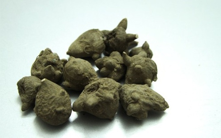 NGỘ ĐỘC ACONITIN Chuyện không mới nhưng chưa bao giờ cũ