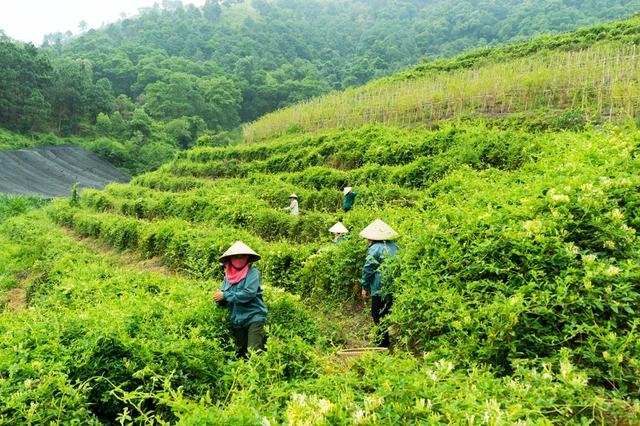 Phát triển dược liệu gắn với sinh kế đồng bào dân tộc thiểu số.