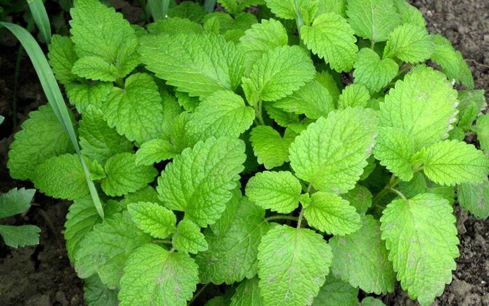 10 cây thuốc tốt quanh nhà bạn không ngờ tới