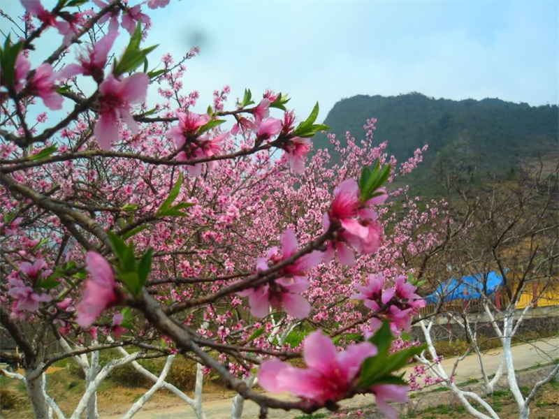 Hoa đào – Vị thuốc quý của mùa xuân