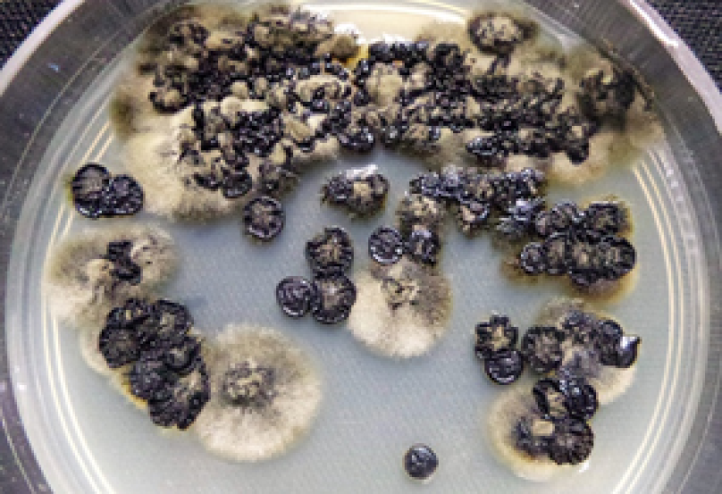 Tìm hiểu về viêm da cơ địa ở trẻ em