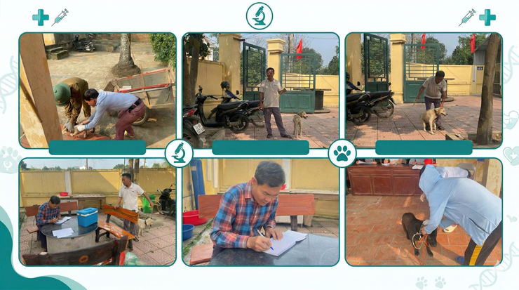 Hà Nội ghi nhận 2 ổ dịch dại trên chó tại xã Hòa Lạc và Hạ Bằng