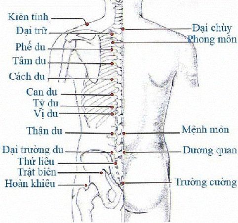 Quy luật dùng huyệt trong điều trị các chứng bệnh của Tạng phủ