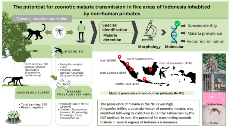 Phát triển hệ thống giám sát đa loài và ứng dụng công nghệ số trong kiểm soát sốt rét Plasmodium knowlesi lây truyền từ khỉ sang người- Phần 1​