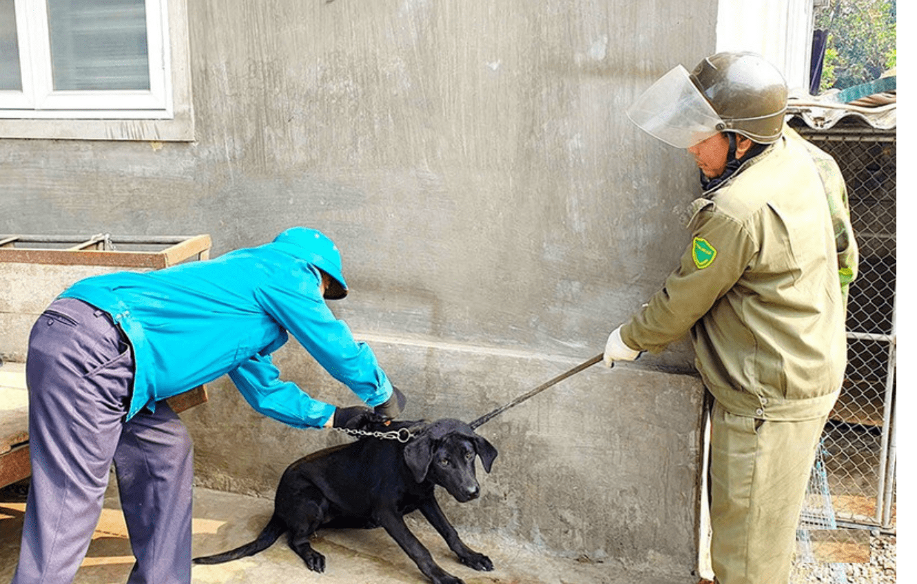 Hà Tĩnh tăng cường phòng, chống bệnh dại: Không để “lỗ hổng” từ ý thức