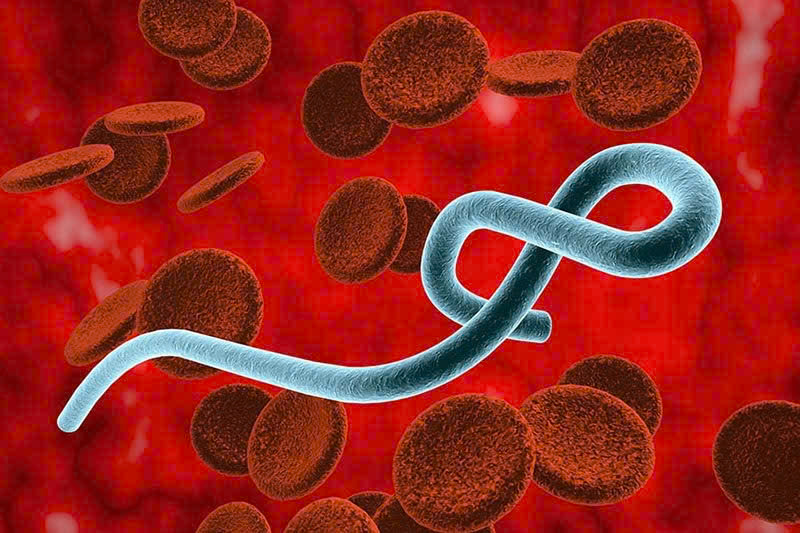 Bộ Y tế thông tin về dịch bệnh Ebola