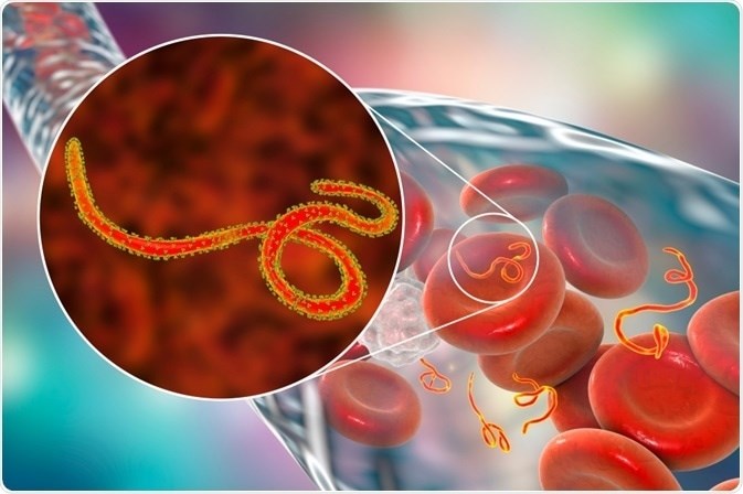 Sở Y tế TP.HCM: Chủ động giám sát, ngăn chặn nguy cơ xâm nhập của dịch bệnh Ebola